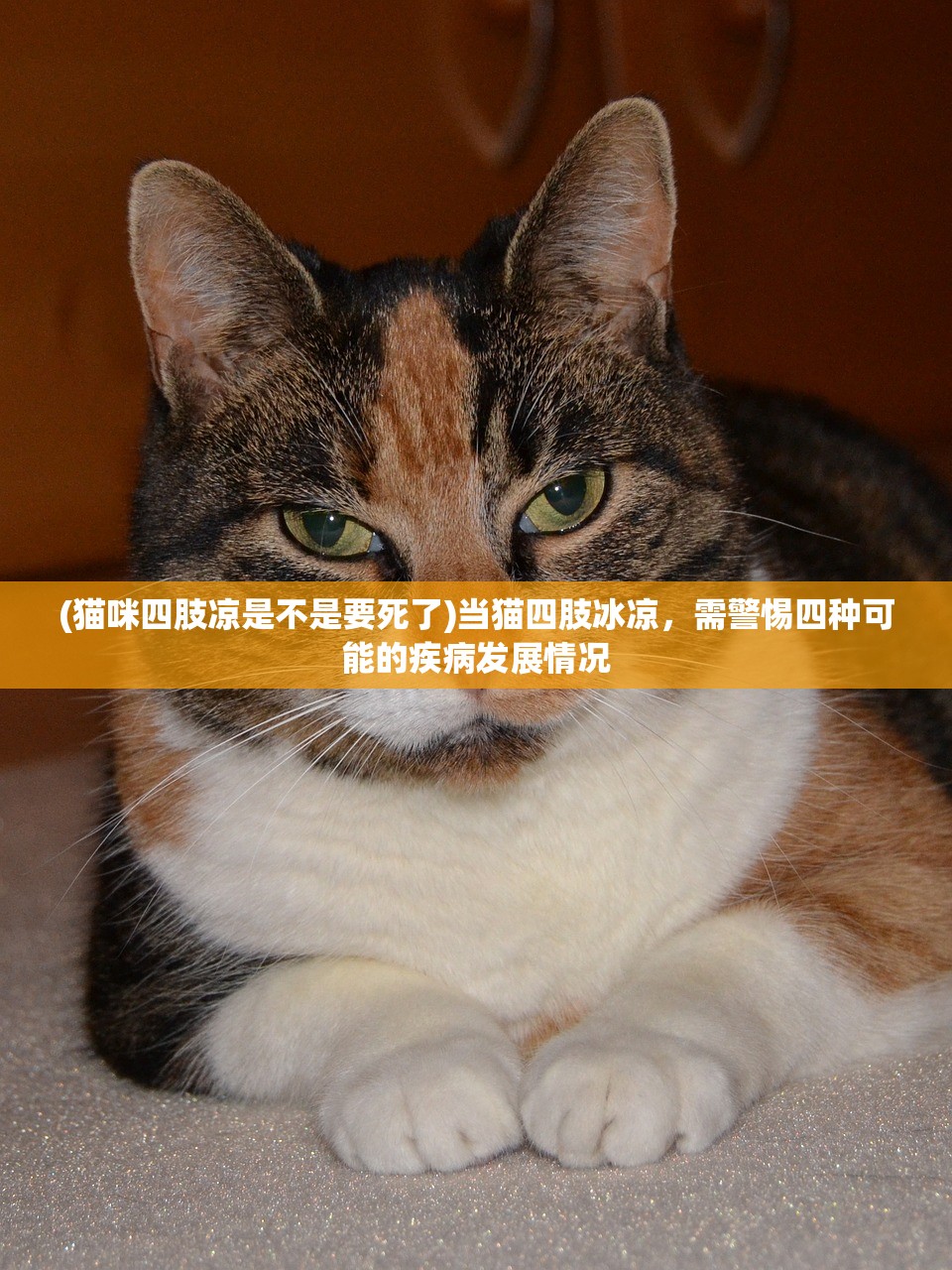 (猫咪四肢凉是不是要死了)当猫四肢冰凉，需警惕四种可能的疾病发展情况