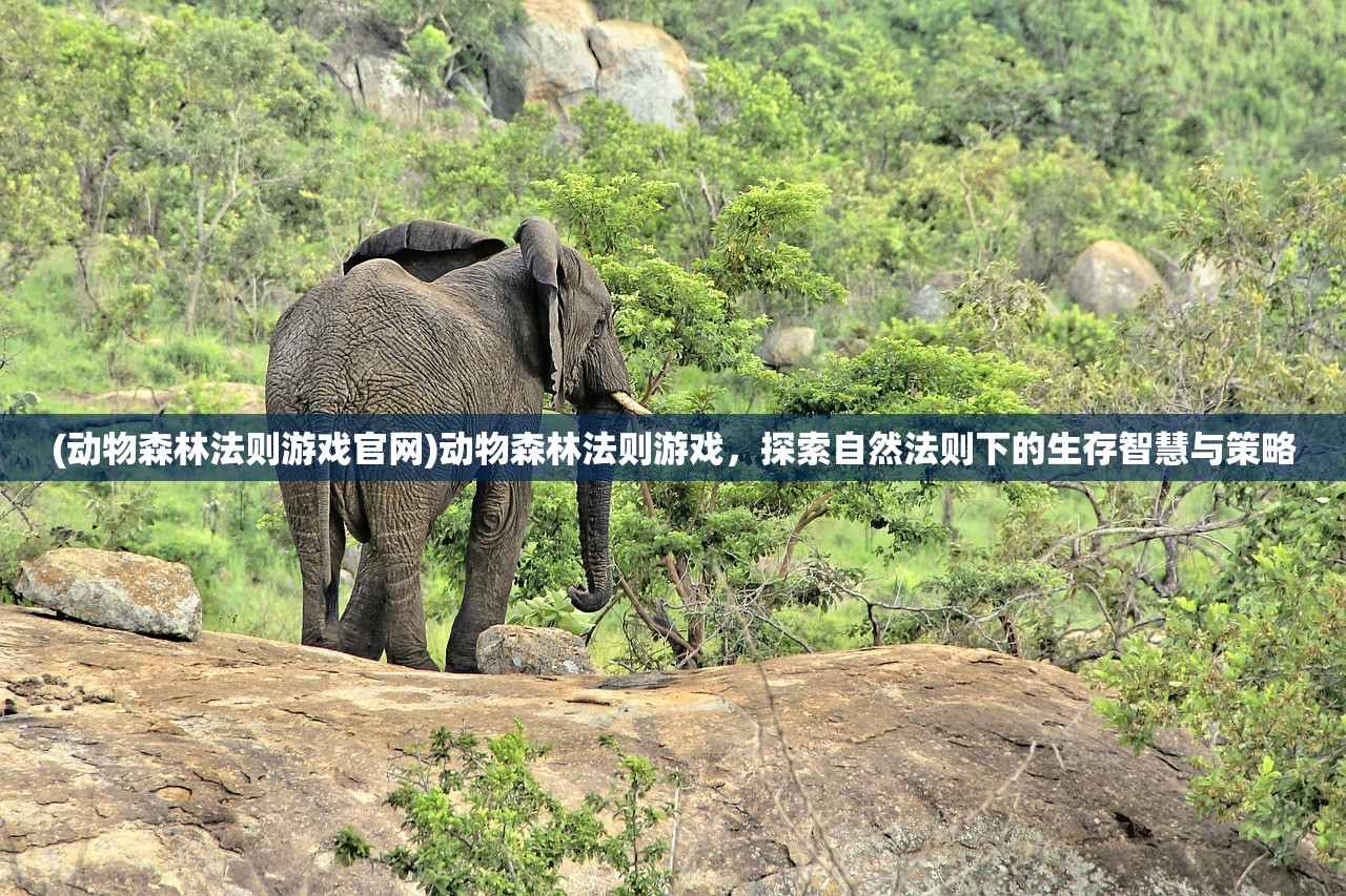 (宝石灵龙激活码怎么用)宝石灵龙激活码大揭秘，激活码获取攻略及常见问题解答