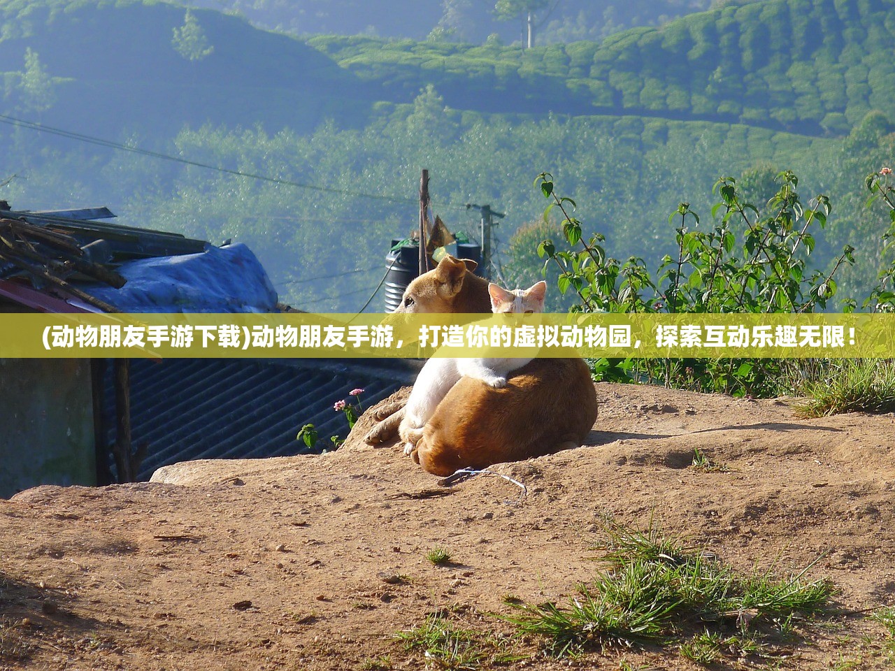 (动物朋友手游下载)动物朋友手游，打造你的虚拟动物园，探索互动乐趣无限！